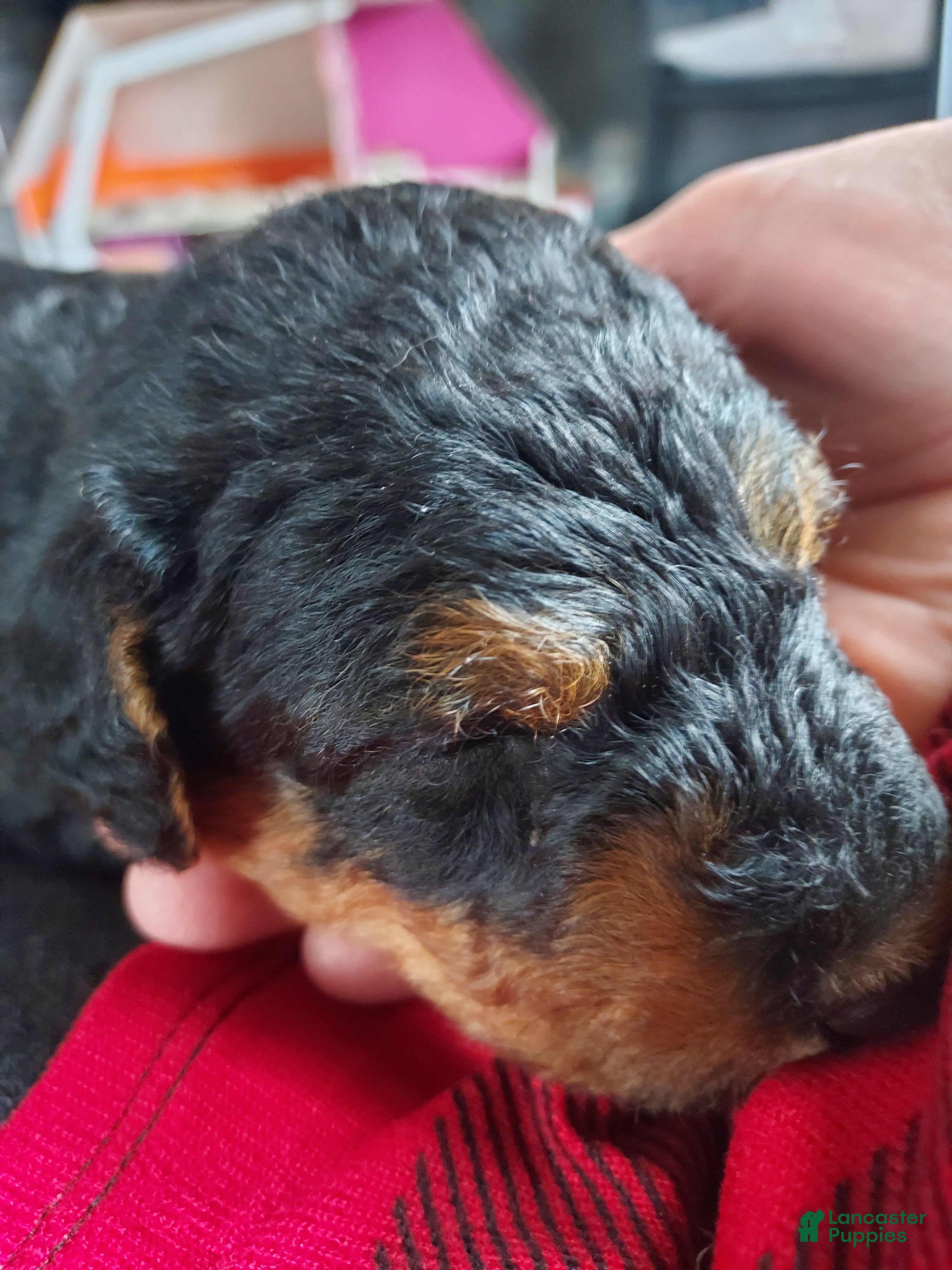 Airedale Terrier dogs Airedale Terrier Puppy 3 - Ad 8