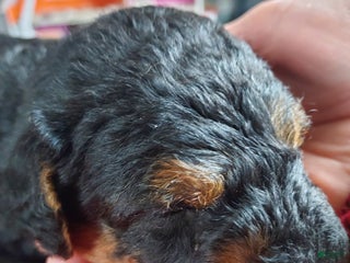 Airedale Terrier dogs Airedale Terrier Puppy 3 - Ad 8