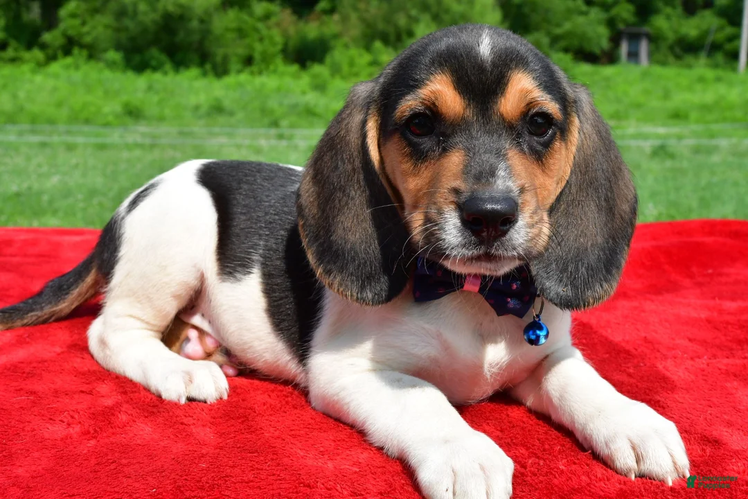Beagle dogs for sale: Houston - Ad 1
