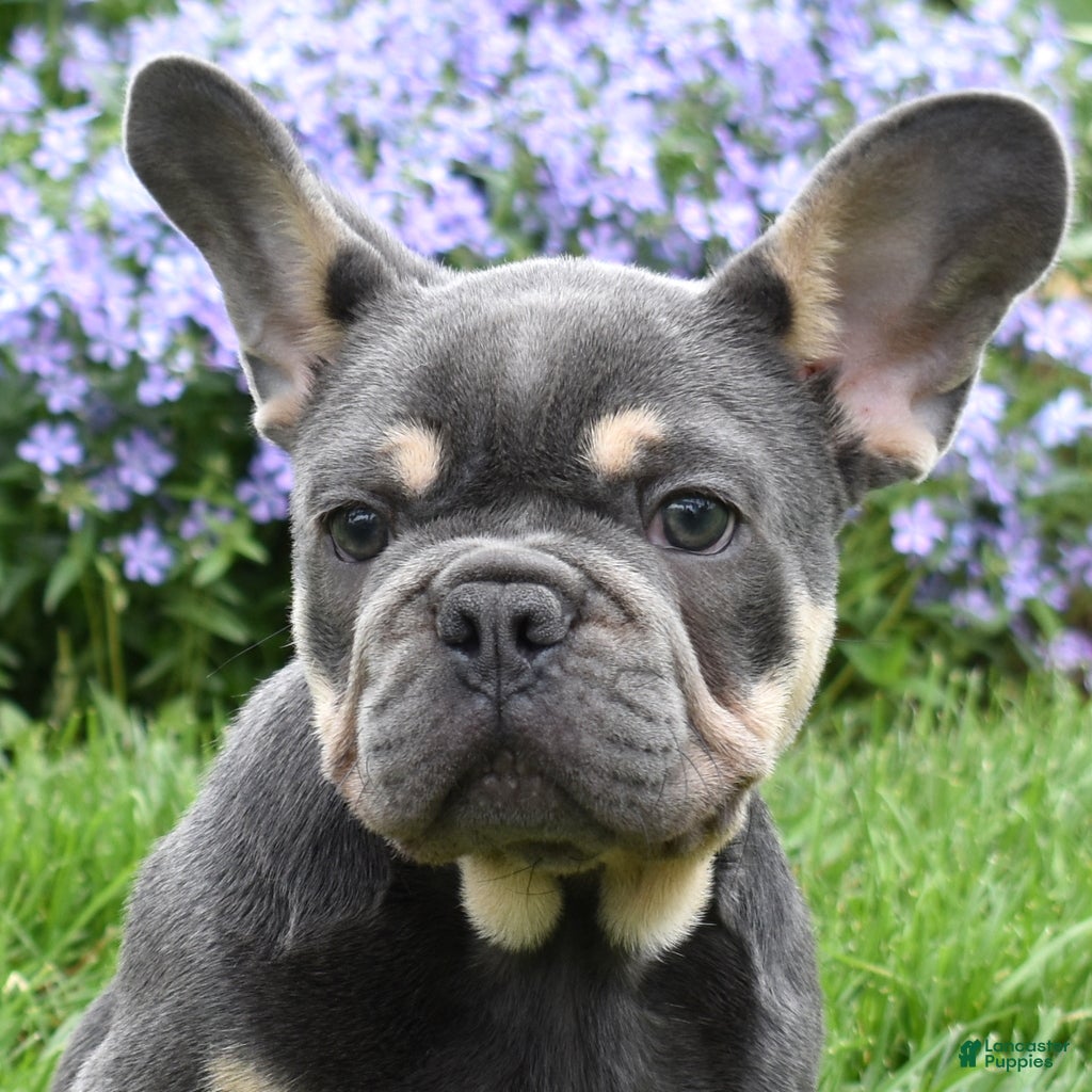 French Bulldog dogs Ranger  - Ad 1