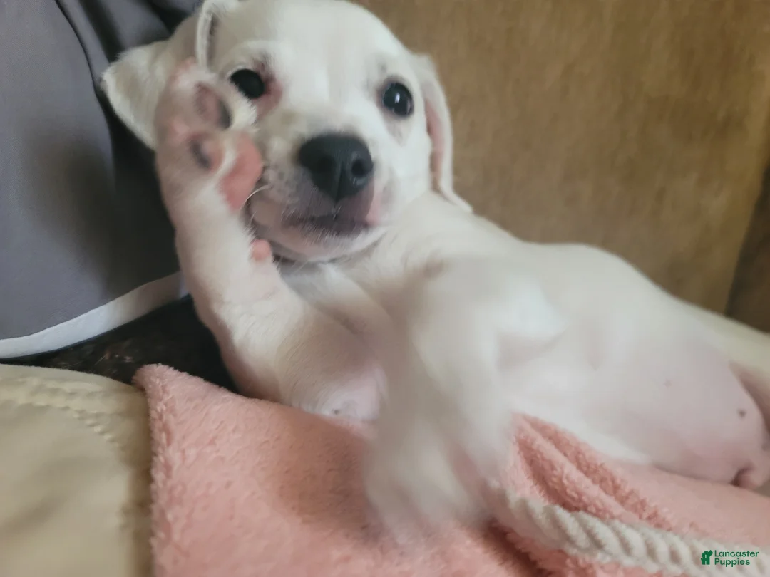 Mixed Breed dogs for sale: Paul - Ad 2