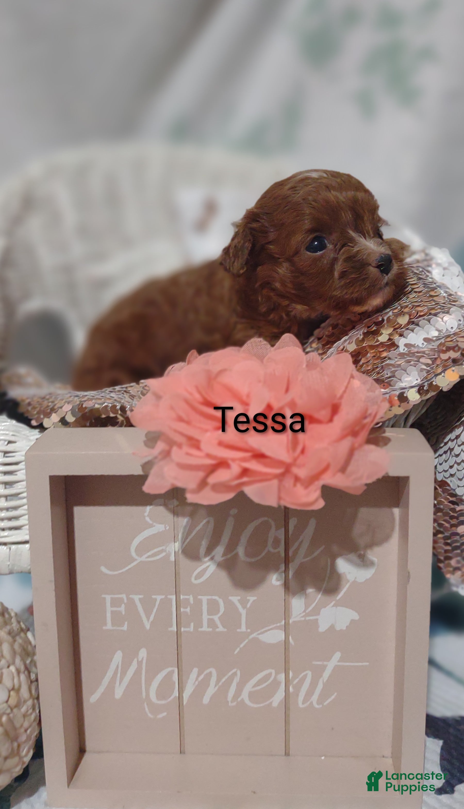 Cavapoo dogs Cavapoo 4 Tessa - Ad 2