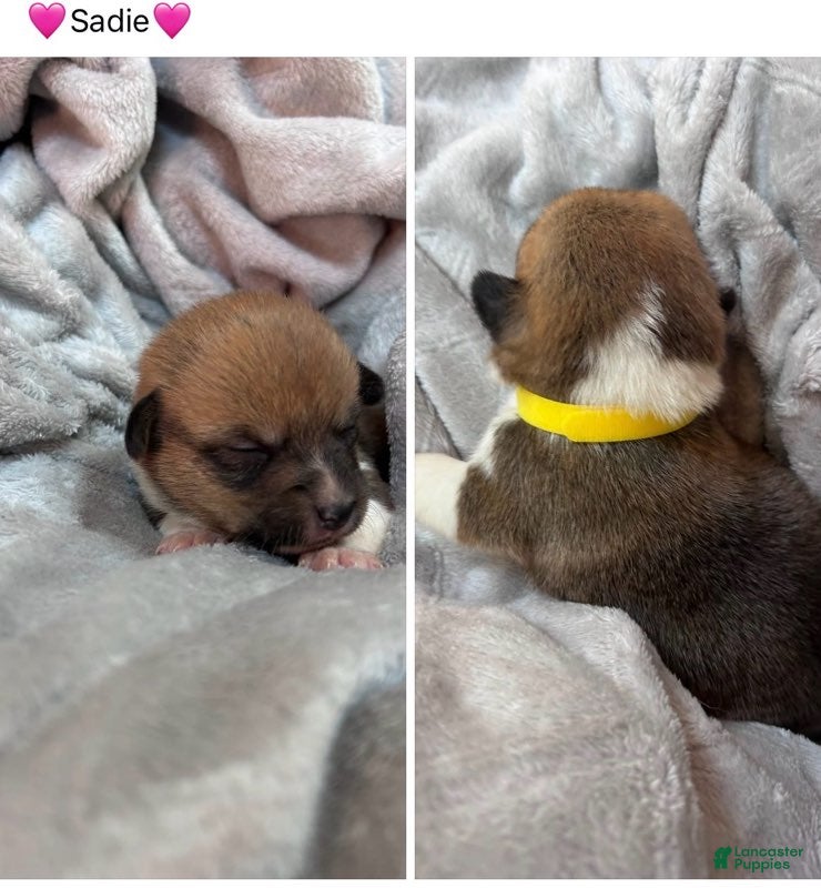 Mixed Breed dogs Sadie_Female - Ad 27