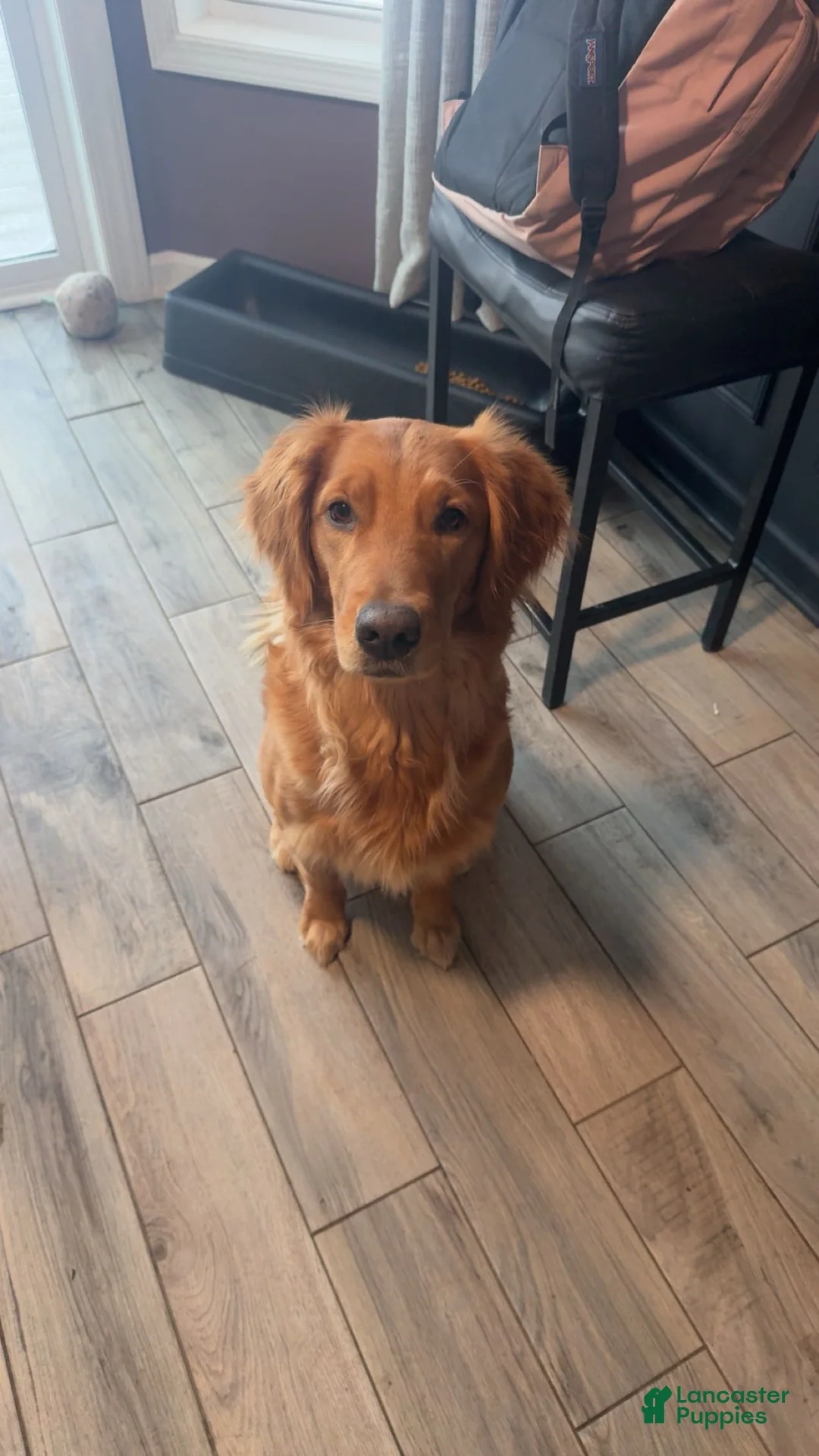 Golden Retriever dogs for sale: Cookie - Ad 1
