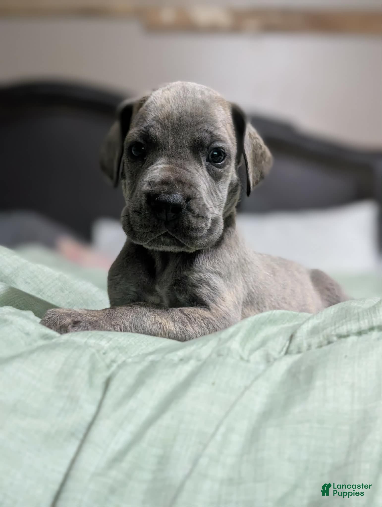 Great Dane dogs Jury - Male - Ad 2
