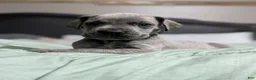 Great Dane dogs for sale: Jury - Male - Ad 2
