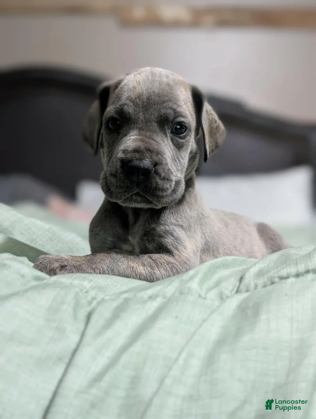 Great Dane dogs for sale: Jury - Male - Ad 2
