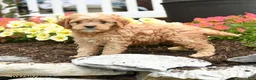 Cavapoo dogs for sale: Ridge - Ad 3