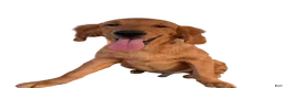 Golden Retriever dogs for sale: Golden Retriever 1 - Ad 3