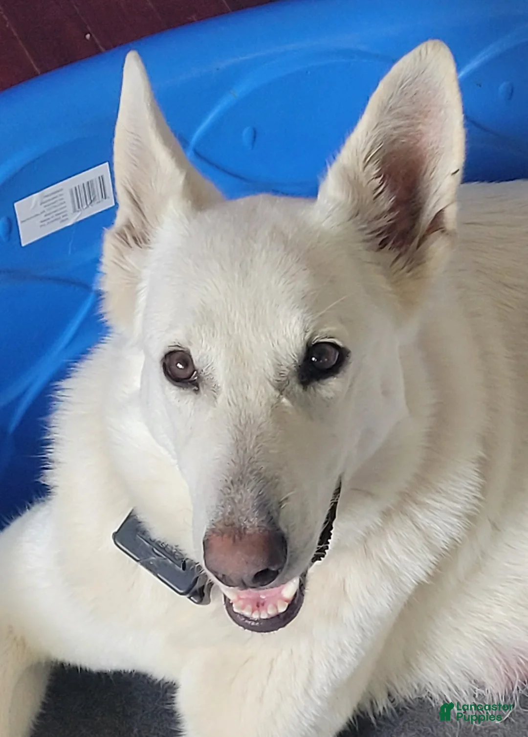 German Shepherd dogs for sale: White German Shepherd Puppy - Red - Ad 2