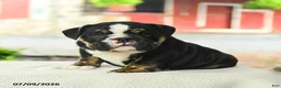 English Bulldog dogs for sale: Vincent - Ad 4