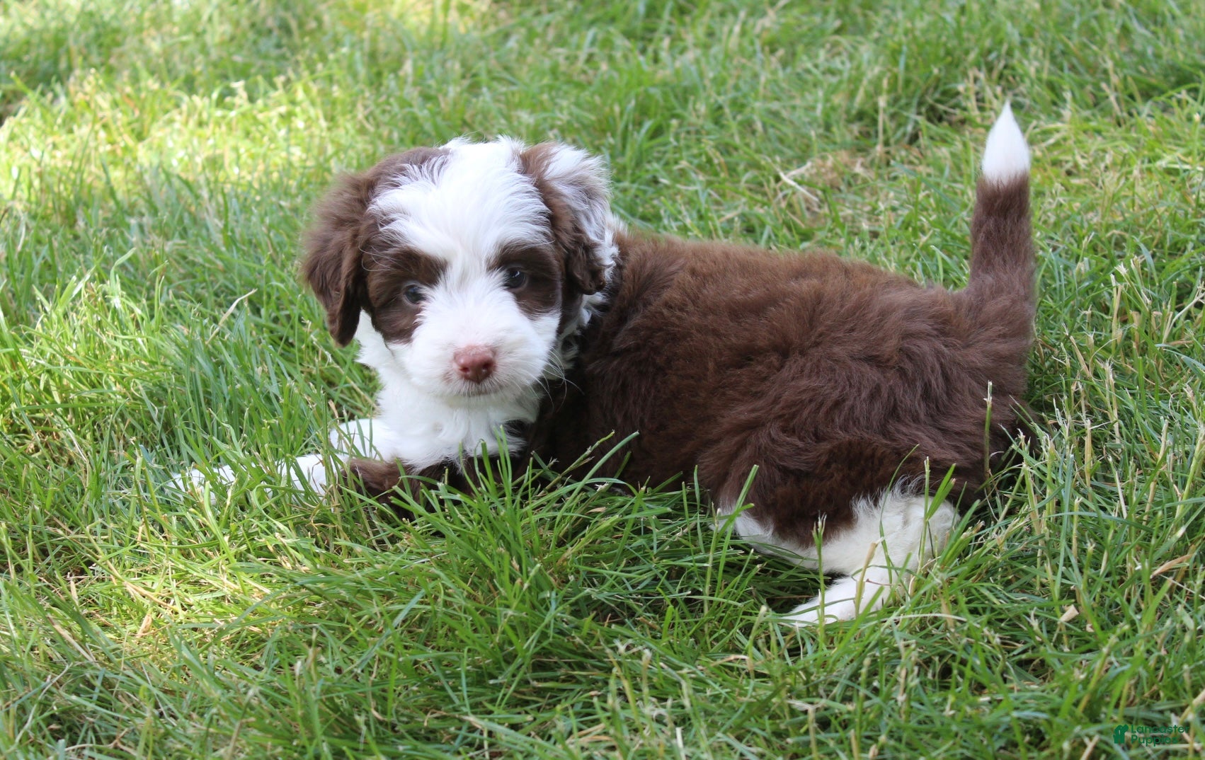 Mini Aussiedoodle dogs for sale: Jerica  - Ad 3