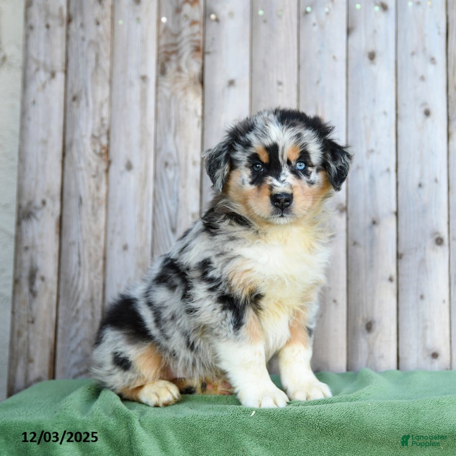 Australian Shepherd dogs Dustin - Ad 8