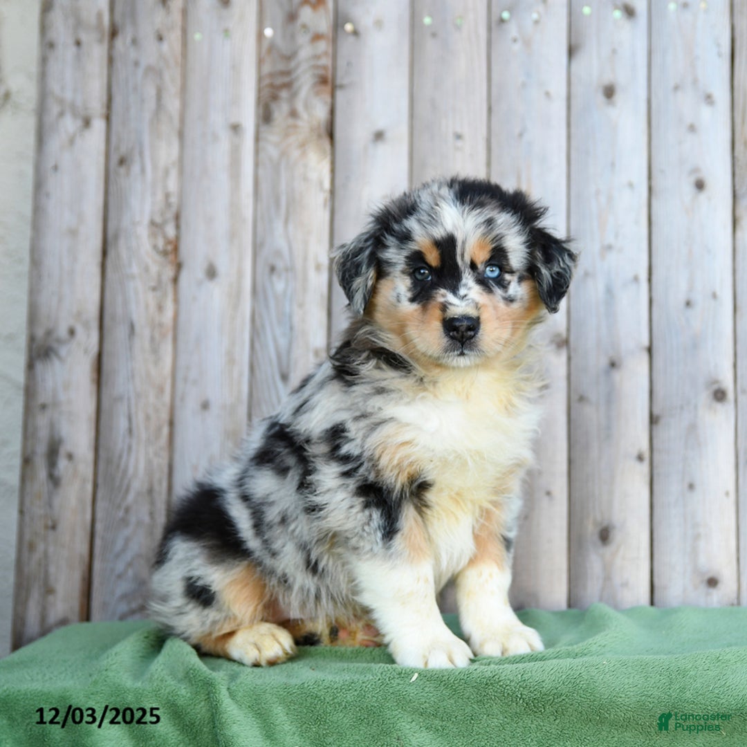 Australian Shepherd dogs for sale: Dustin - Ad 1