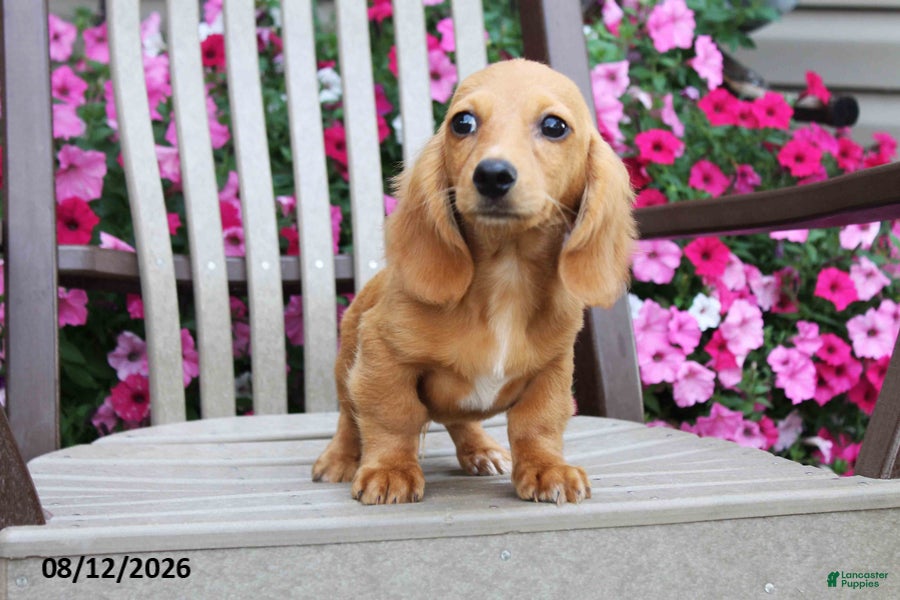Miniature Dachshund dogs Jason - Ad 2