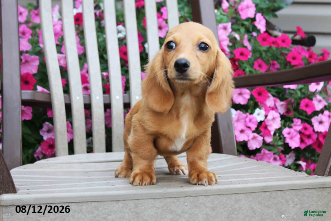 Miniature Dachshund dogs for sale: Jason - Ad 2