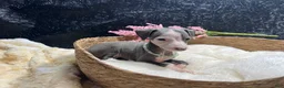 Italian Greyhound dogs for sale: Italian Greyhound 4 - Ad 3