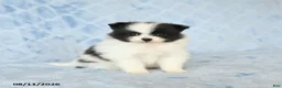 Pomeranian dogs for sale: Chase - Ad 1
