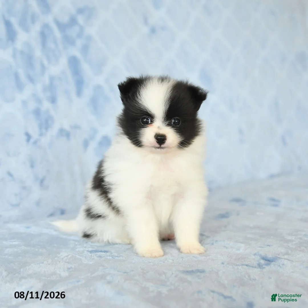 Pomeranian dogs for sale: Chase - Ad 1