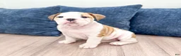 English Bulldog dogs for sale: Sky - Ad 4