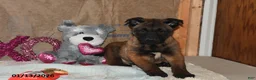 Belgian Malinois dogs for sale: Lucky - Ad 1