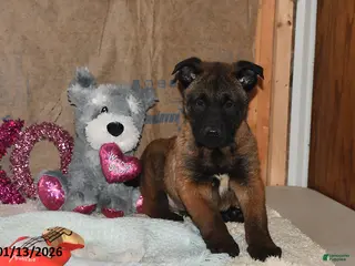 Belgian Malinois dogs Lucky - Ad 4