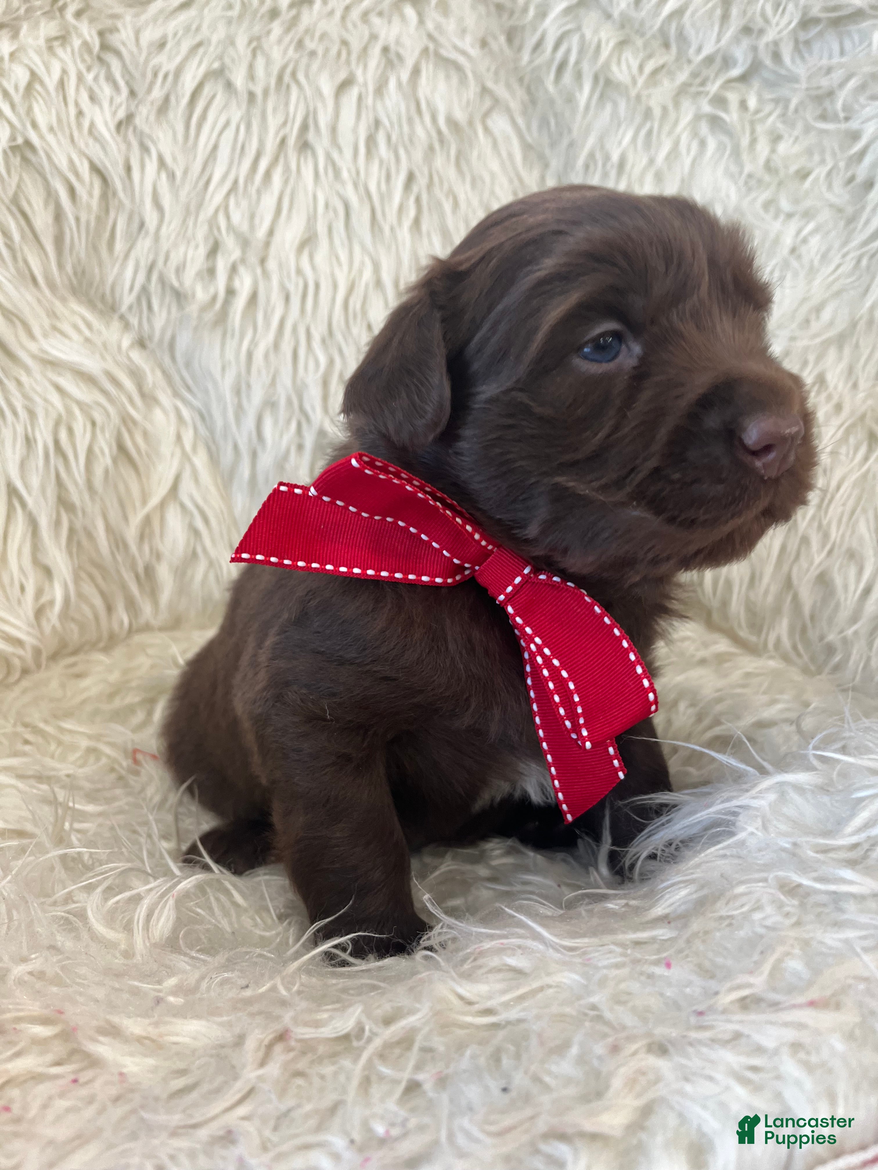 Mixed Breed dogs Ace - Ad 24