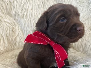 Mixed Breed dogs Ace - Ad 30