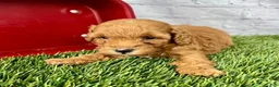 Miniature Poodle dogs for sale: Gus Miniature Poodle  - Ad 6