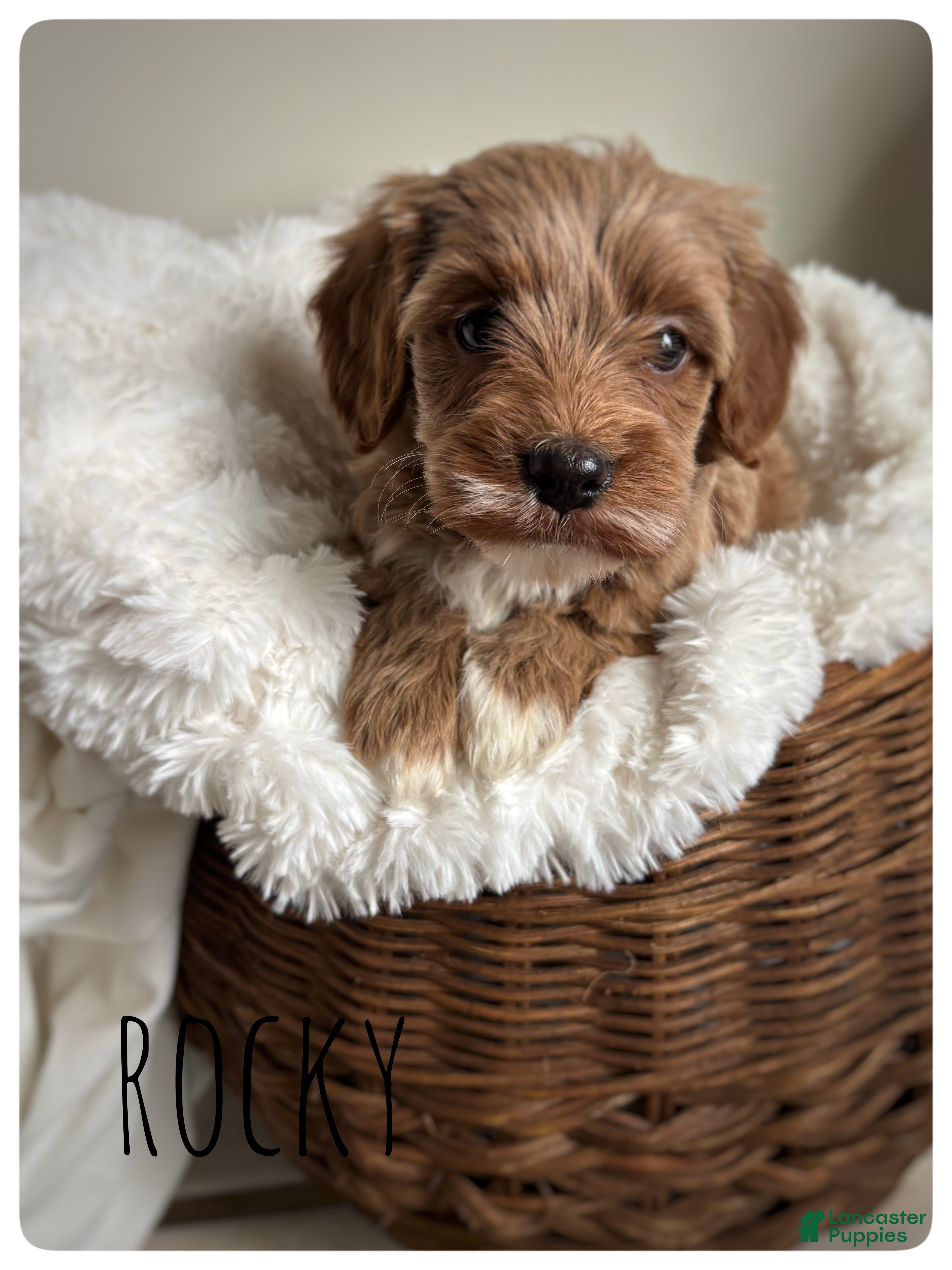 Cavapoo dogs Rocky - Ad 2