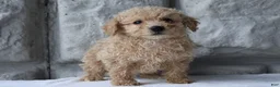 Bichpoo dogs for sale: Boomer - Ad 3