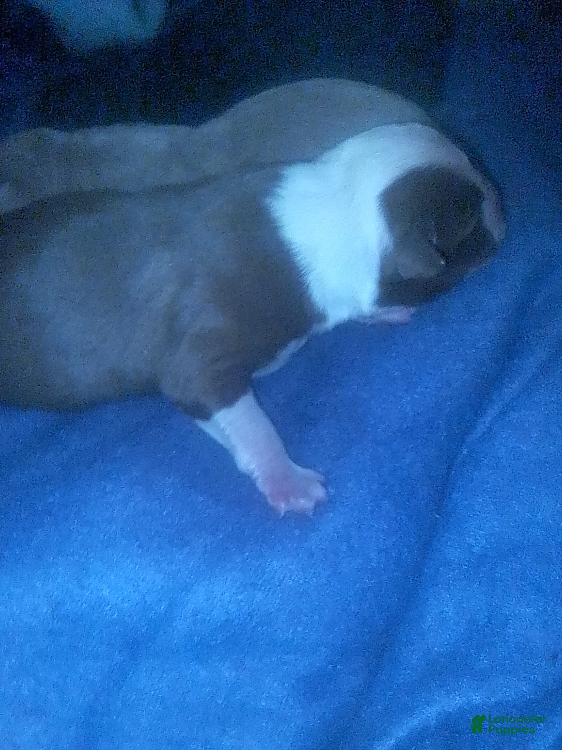 American Staffordshire Terrier dogs American Staffordshire Terrier 3 - Ad 22
