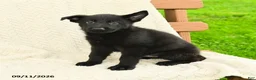 German Shepherd dogs for sale: Baker - Ad 5