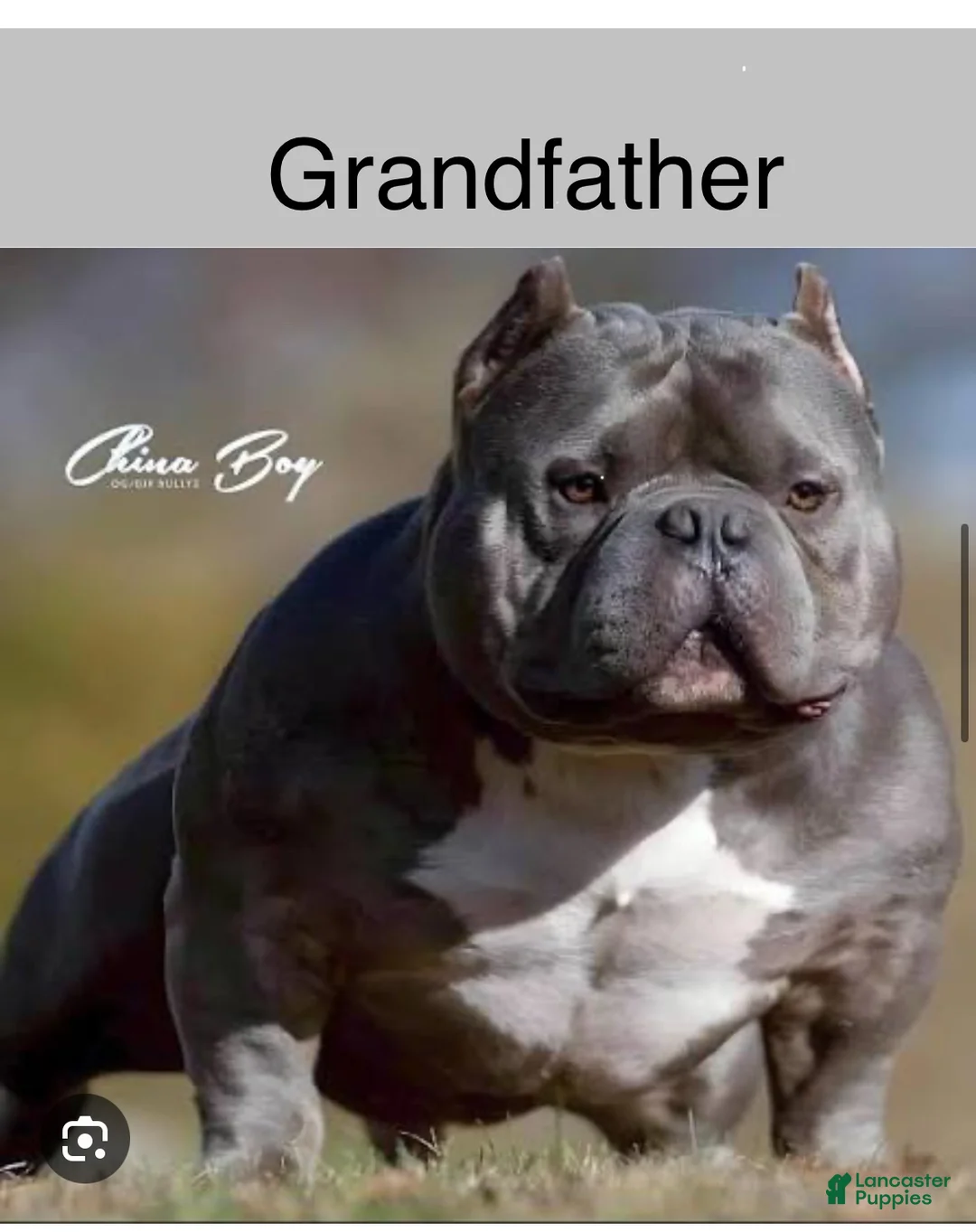 American Bully dogs for sale: Elsa - Ad 10