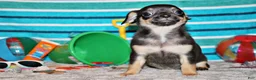 Chihuahua dogs for sale: Navy - Ad 2