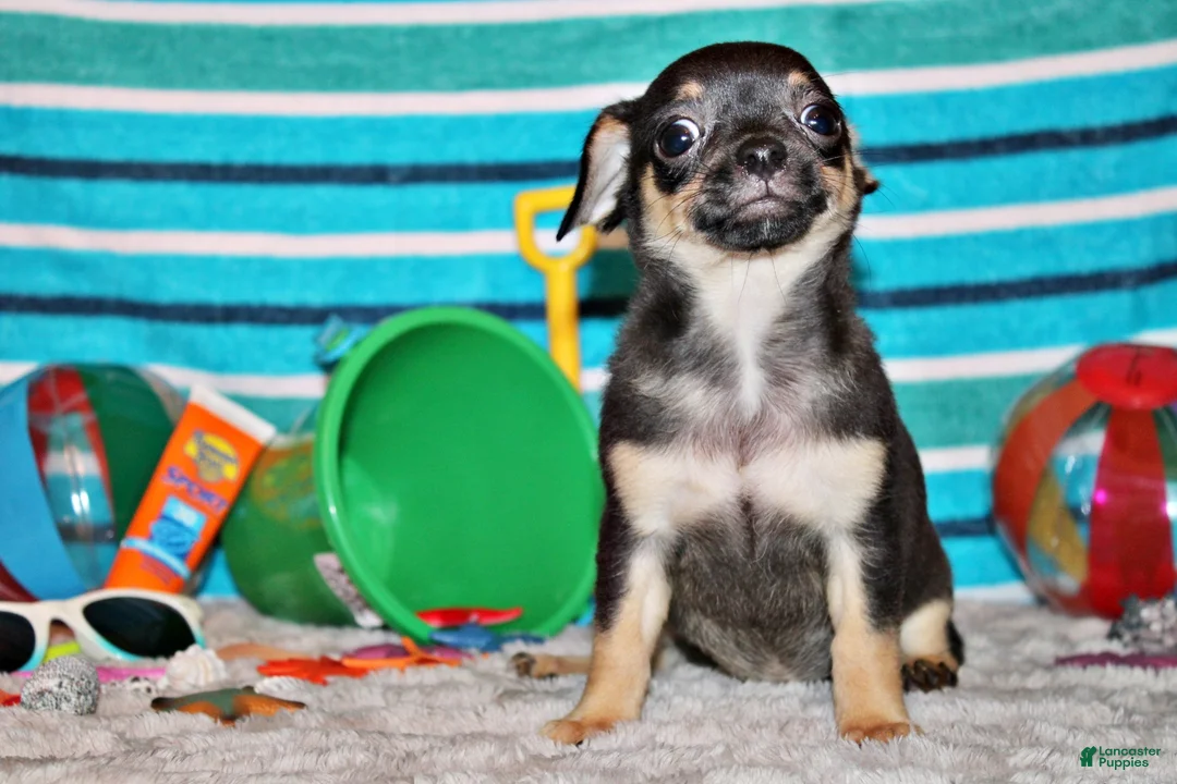Chihuahua dogs for sale: Navy - Ad 2