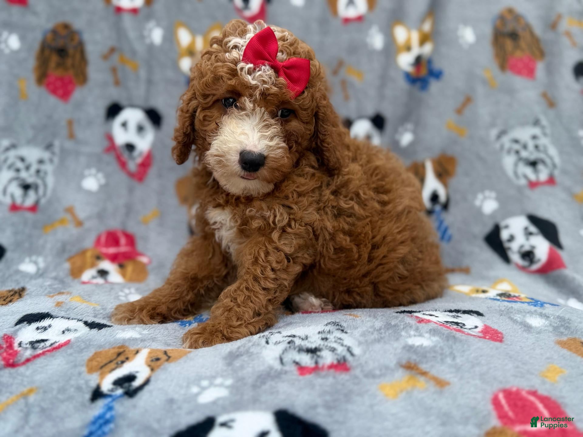 Mini Goldendoodle dogs Lucy - Ad 1