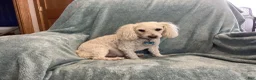 Miniature Poodle dogs for sale: Sky - Ad 9