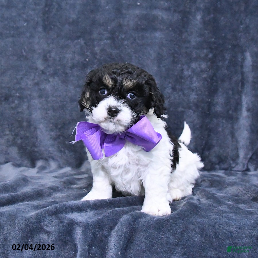 Cavapoo dogs Angel - Ad 5