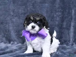 Cavapoo dogs Angel - Ad 5