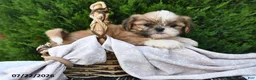 Shih Tzu dogs for sale: Carmel - Ad 2