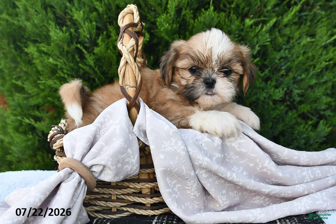 Shih Tzu dogs for sale: Carmel - Ad 2