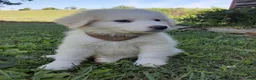 Great Pyrenees dogs for sale: Dothan - Ad 5