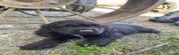 Cocker Spaniel dogs for sale: Tiny - Ad 6