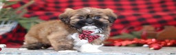 Lhasa Apso dogs for sale: Kenny - Ad 4