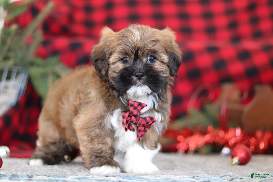 Lhasa Apso dogs for sale: Kenny - Ad 4