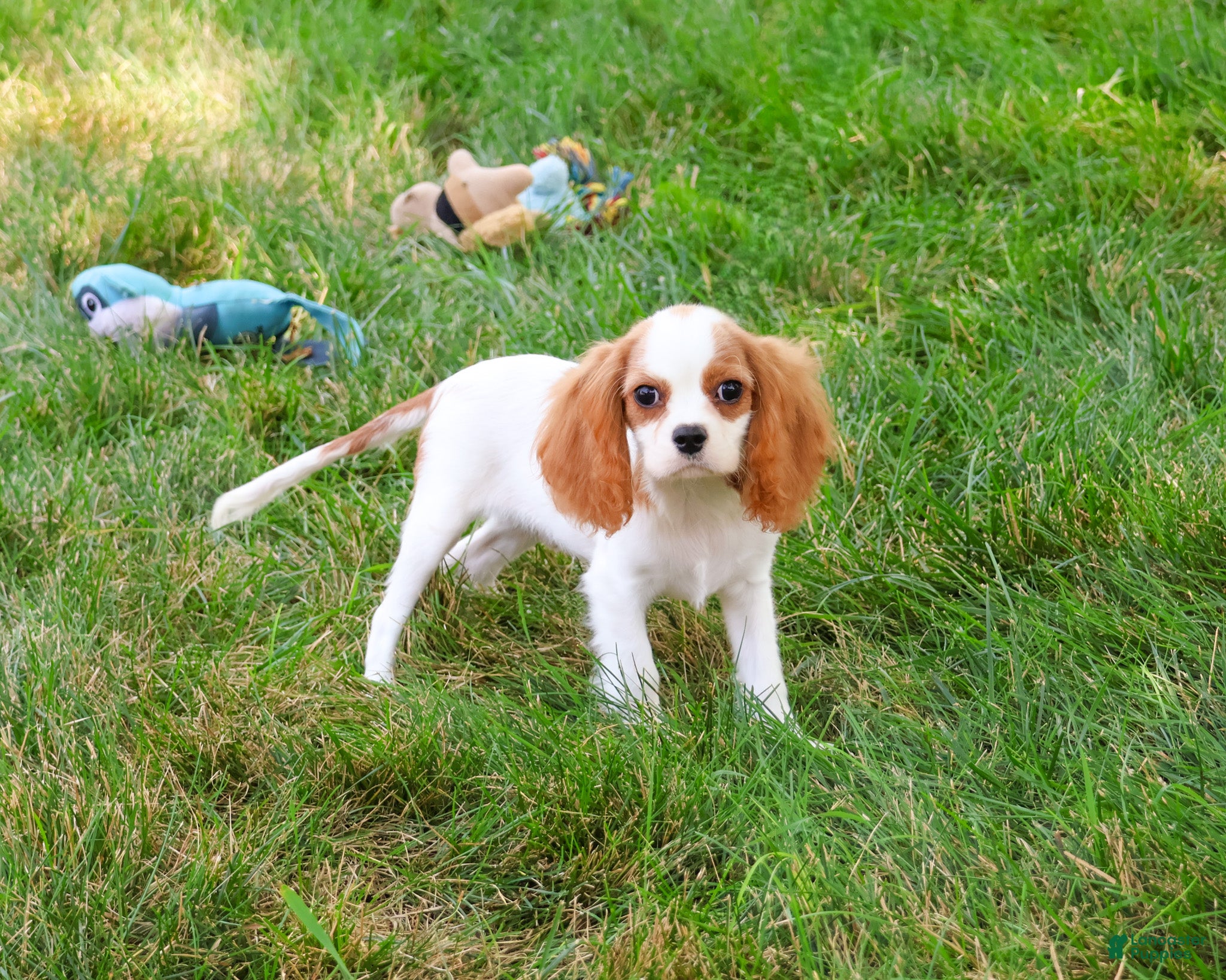 Cavalier King Charles Spaniel dogs Khalil - Ad 2