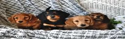Dachshund dogs for sale: Skylight - Ad 5