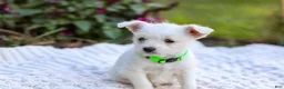 Mixed Breed dogs for sale: Cutie - Ad 9