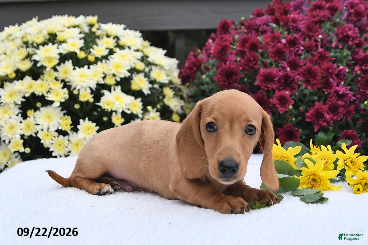 Miniature Dachshund dogs Twinkle - Ad 2